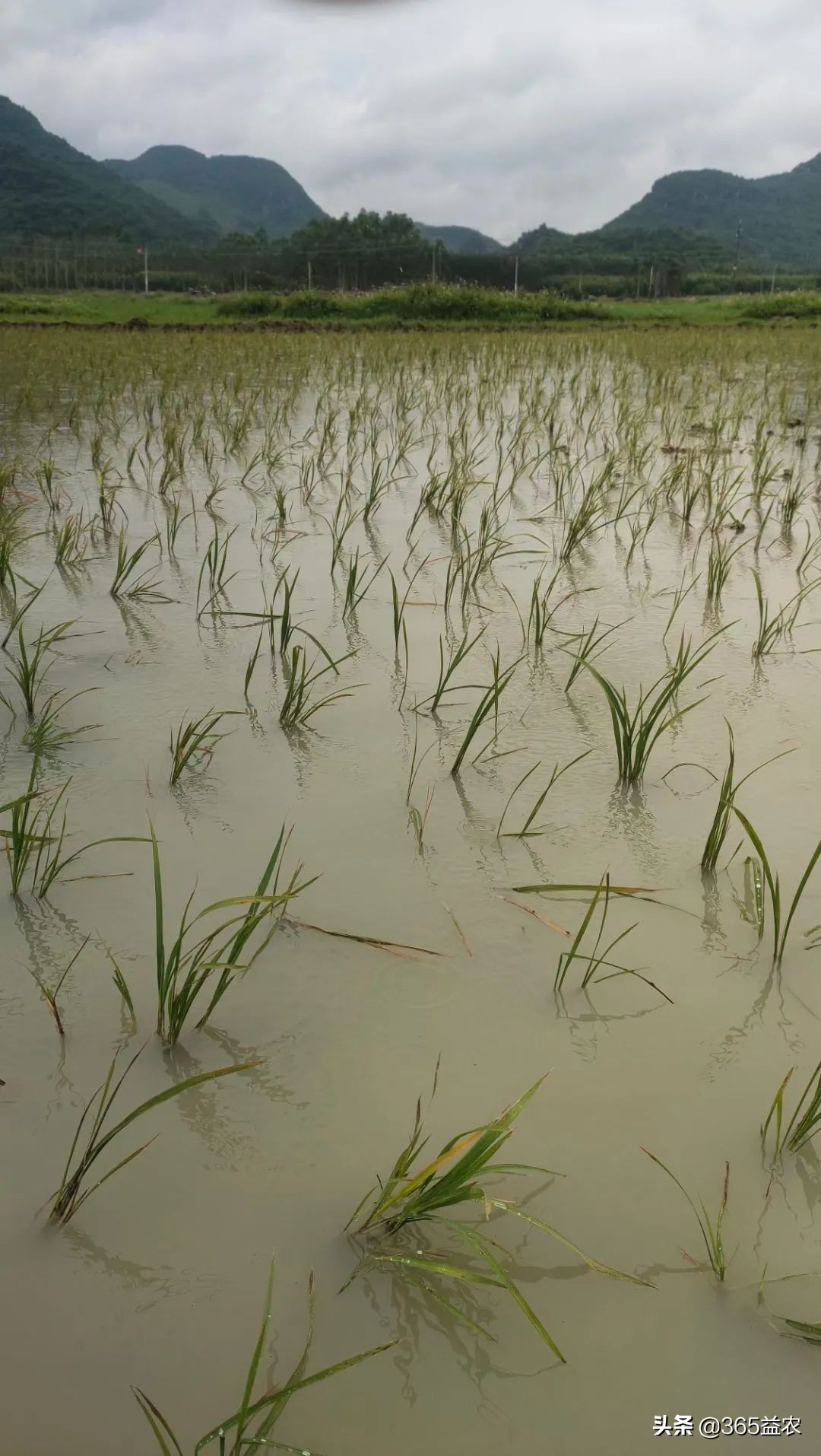 晴天蓄水雨季放水池,晴天挖沟渠阴天下雨