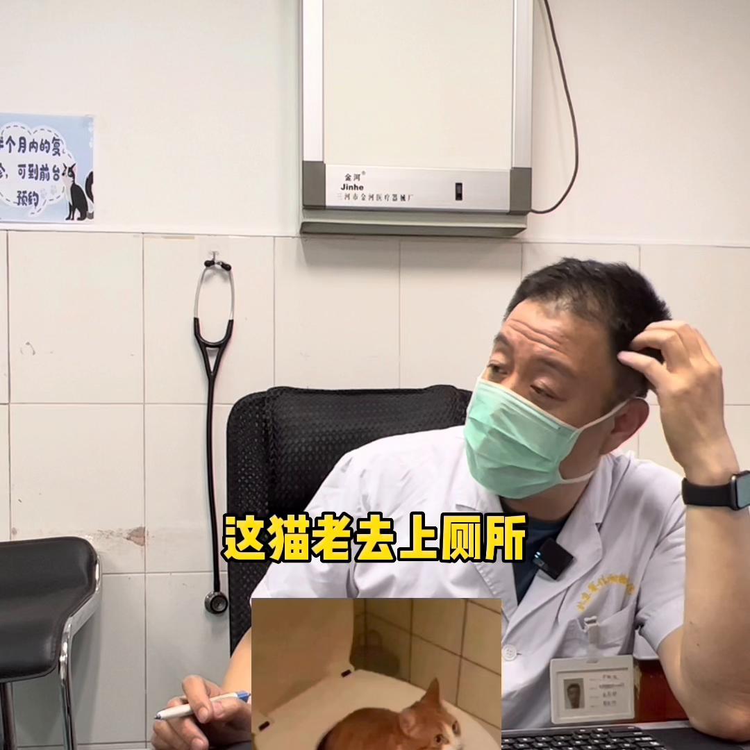 猫尿频和尿闭如何区分,猫尿频和尿闭跟猫粮有关系吗