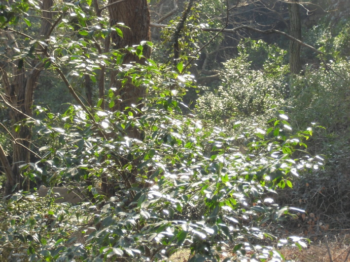 苏州市东山雨花胜境,2017年苏州东山雨花胜境