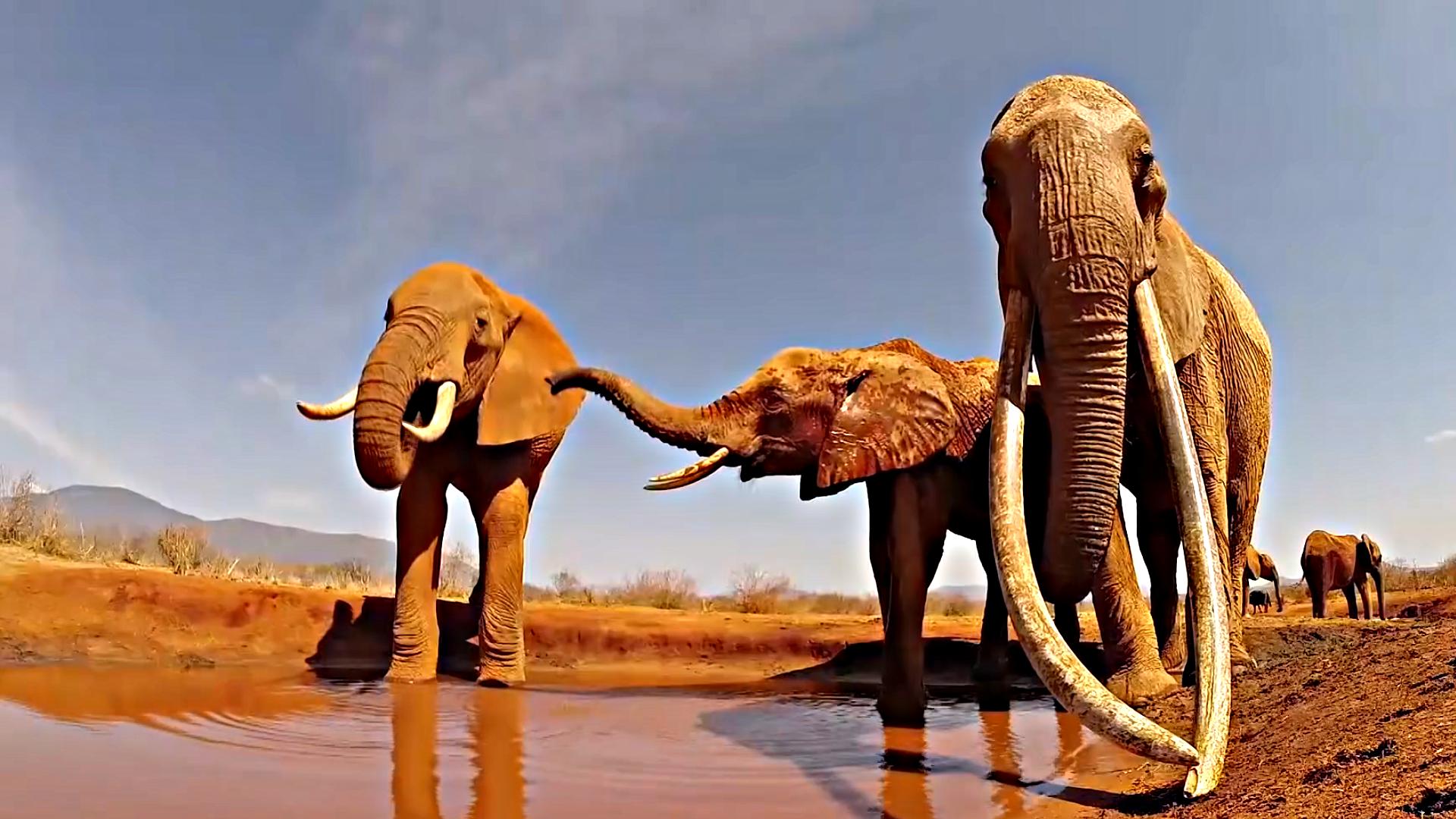 非洲人宁愿吃蚊子吃蜗牛，也不愿吃大象肉，究竟是什么原因？