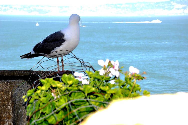 回味旧金山探访成功者的庄园,一种窗口令艾尔卡彭等囚犯备受折磨