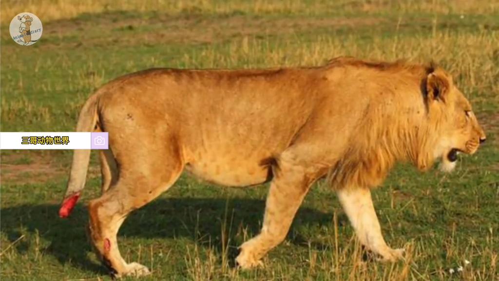 狮王乐高被咬断狮子脊柱,乐高狮王和鳄鱼王