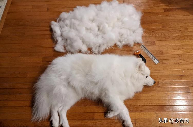 萨摩耶开始掉毛,萨摩耶铲屎官报道