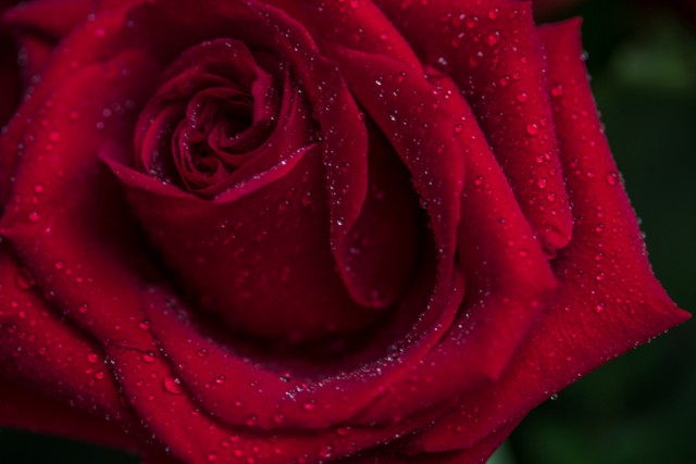 情人节花语代表什么,情人节送花记得看清花语