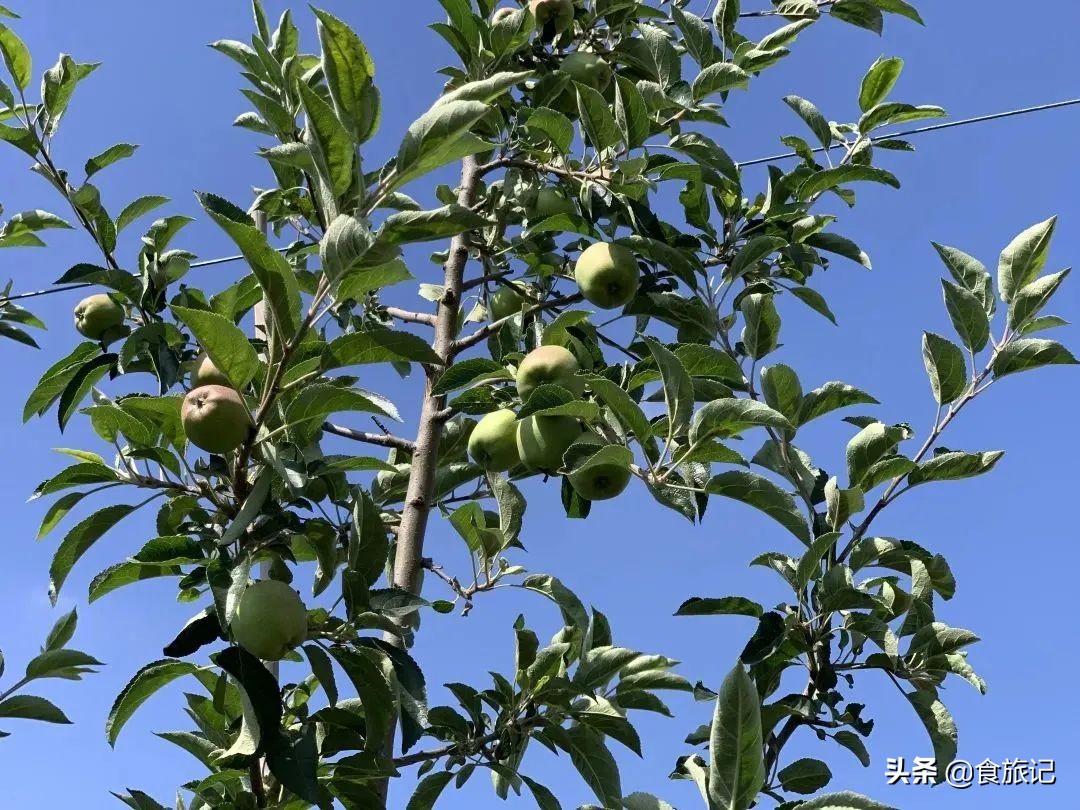 断货王！出口级威海金苹果，今日半价就能买1箱