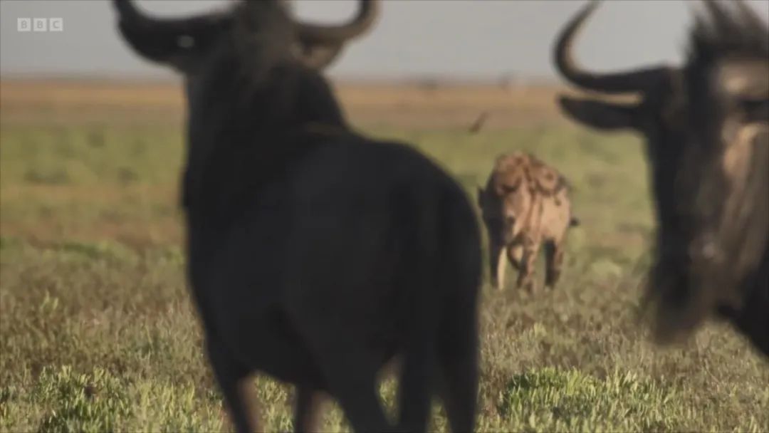 豆瓣评分甄嬛传,甄嬛传豆瓣深度分析