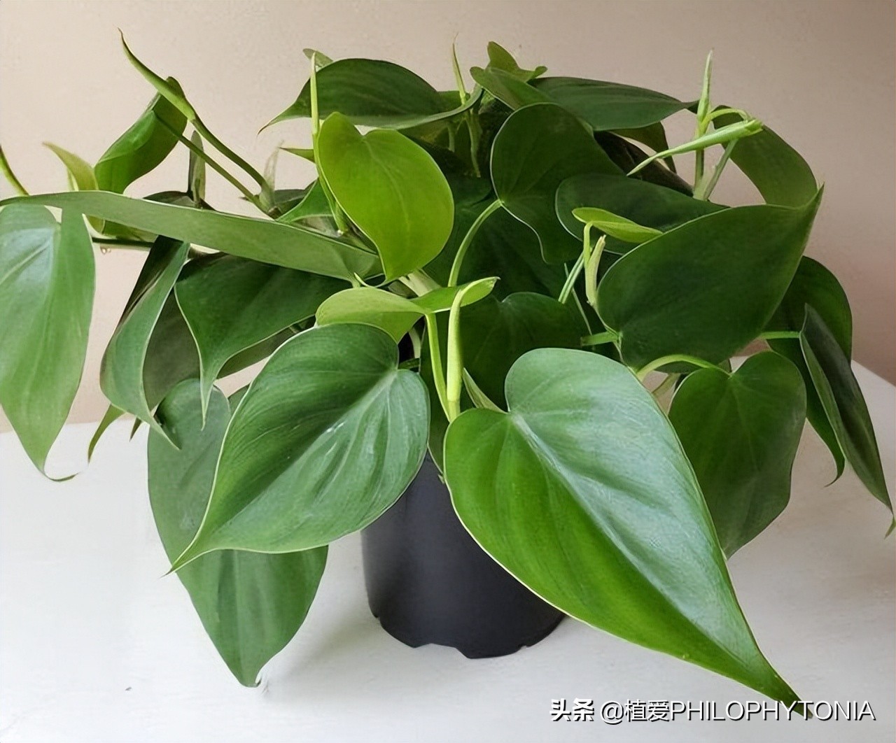 室内大叶片的植物有哪些,有颜色的植物适合室内养殖