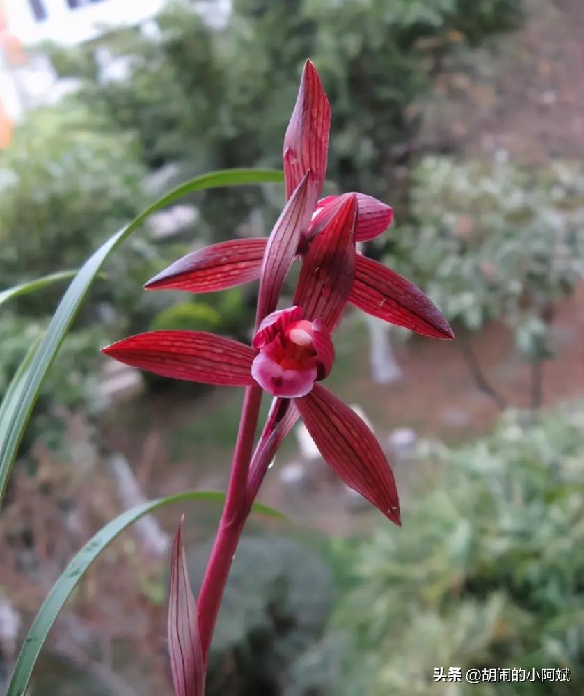 兰展名贵兰花,云南兰展最好的兰花