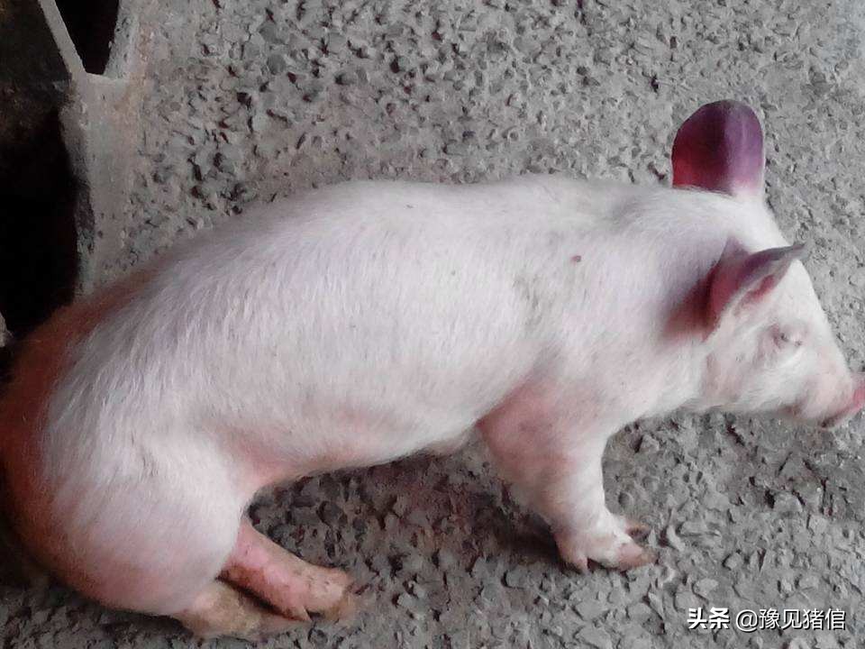 育肥猪正常耳朵发红发紫,猪常见病鉴别诊断及防治简表