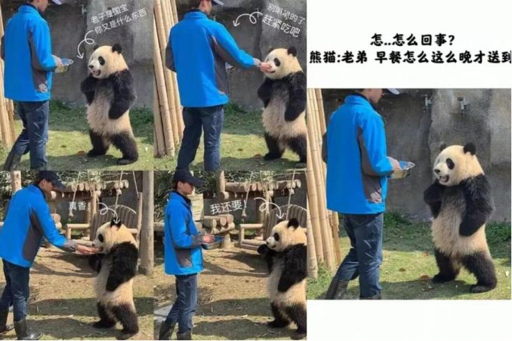 这里有只熊猫会叉腰!——上野的一大波“萌”兽来袭