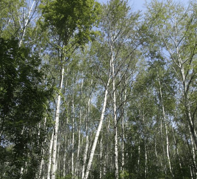 阴树别种四种坏风水,这五棵树千万不要种在家门口