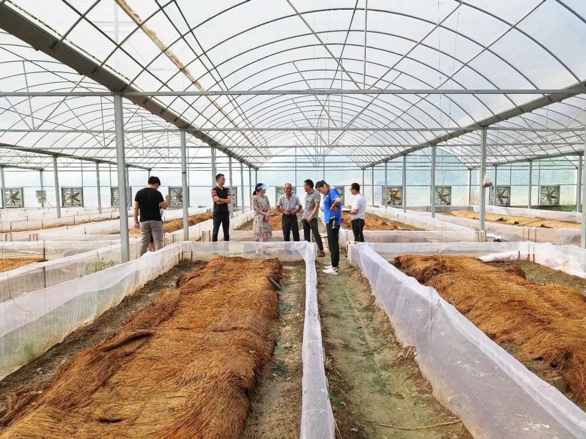 蜗牛可以做花肥吗,蜗牛做美容产品