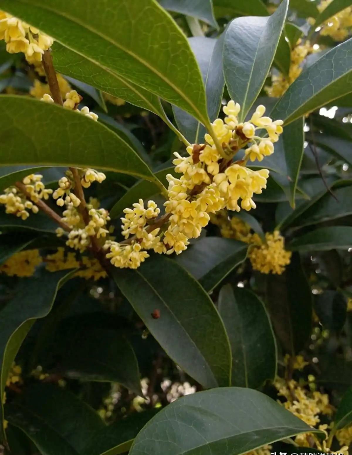 5种吉祥树,富贵吉祥树有哪些