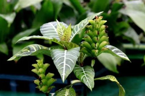 新房装修专业除甲醛后多久可以住,新房除甲醛的几种误区