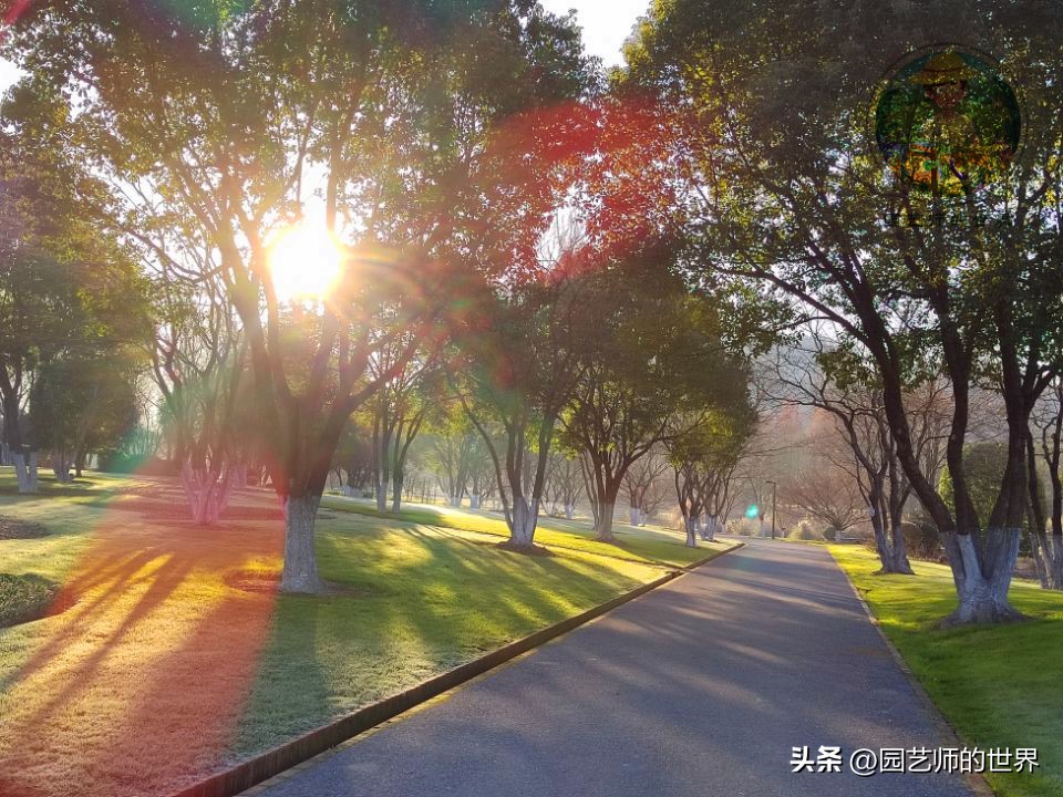 疏林草地的作用,疏林草地效果图