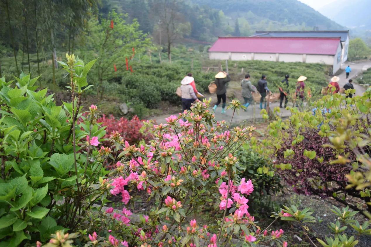 青阳县黄石溪名茶,安徽池州青阳黄石溪茶叶简介