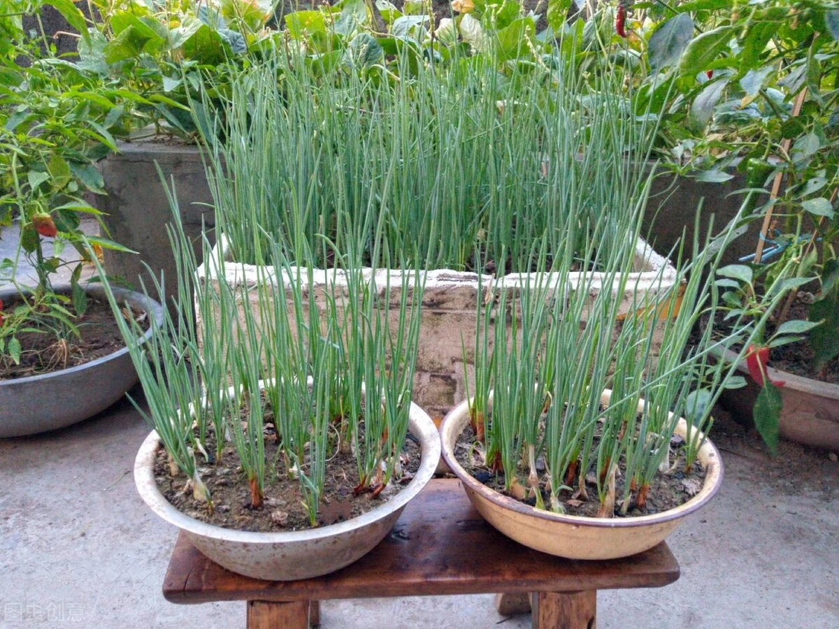 葱不用买有什么好方法,买小葱的正确方法