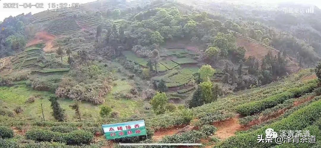 十大名茶是指哪十大,中国十大名茶最新排行建议收藏