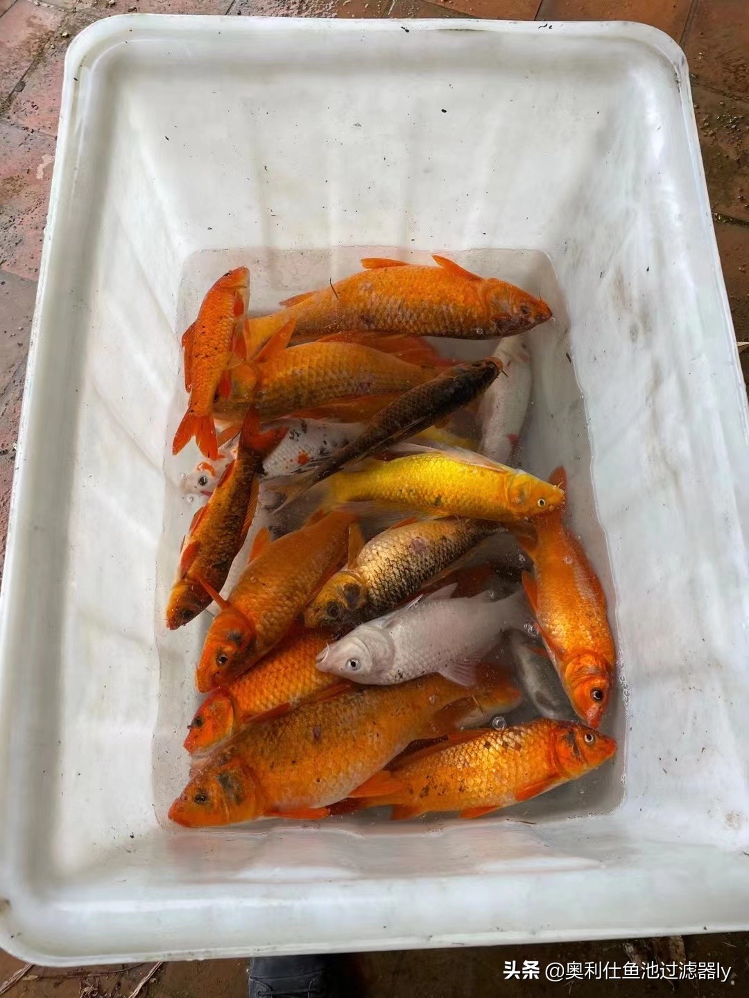 锦鲤鱼池清洗方法,鱼池里锦鲤总是死