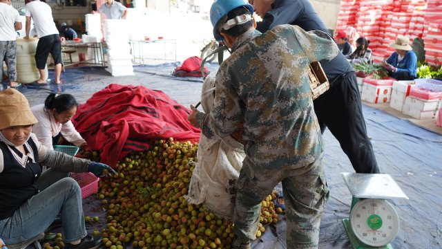 元江三月红早熟荔枝上市,云南元阳三月红荔枝抢鲜上市