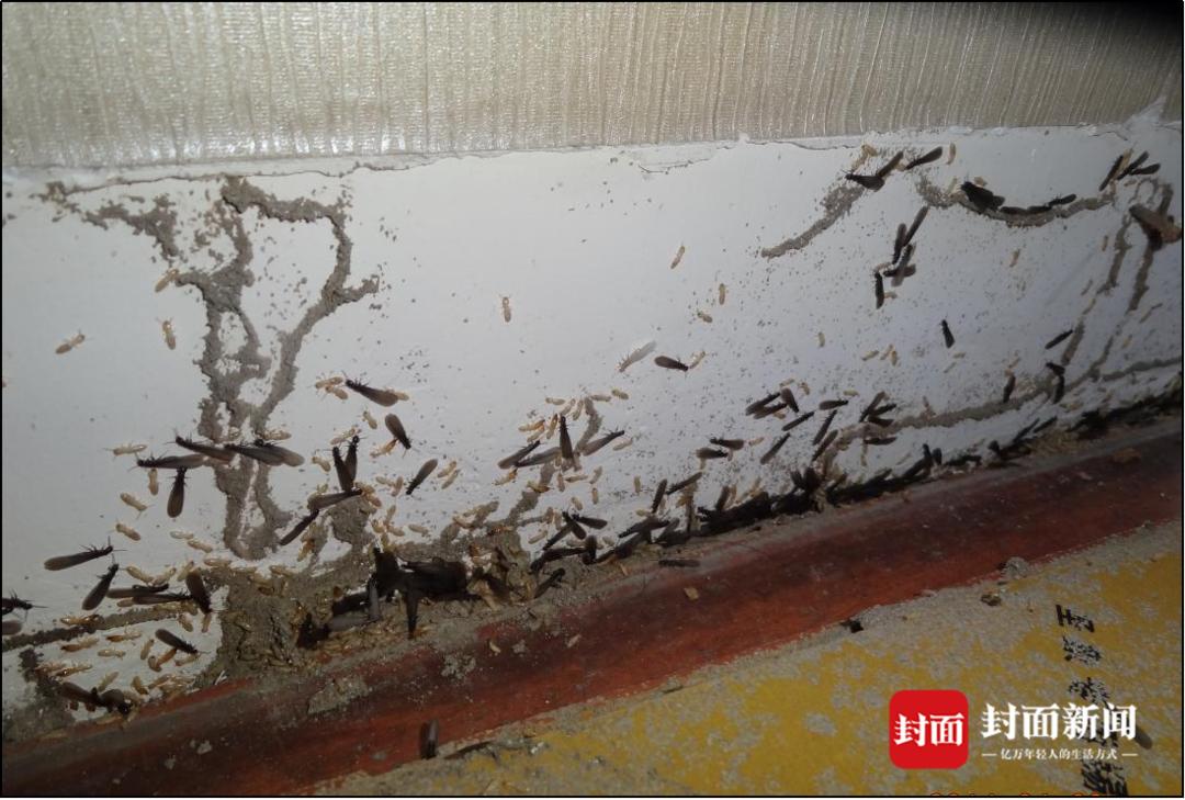 很多白蚁飞来飞去怎么办,白蚁分飞怎么办