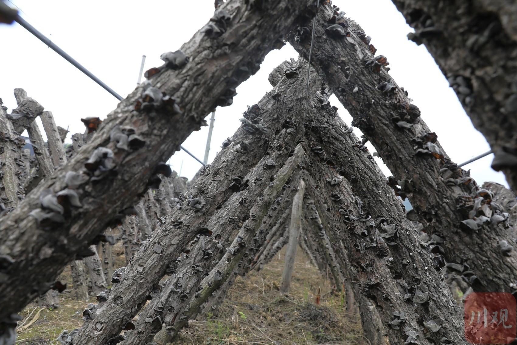 青川黑木耳采摘视频,250g正宗黑木耳