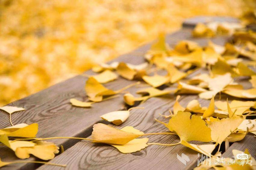 鹤峰:云淡风清扬秋分落叶黄