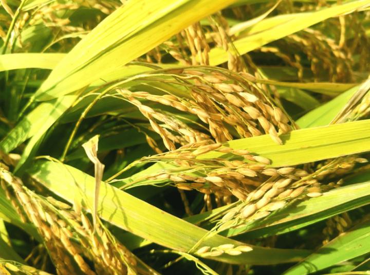 解密北大荒味道“乌苏甄选”天赐好物