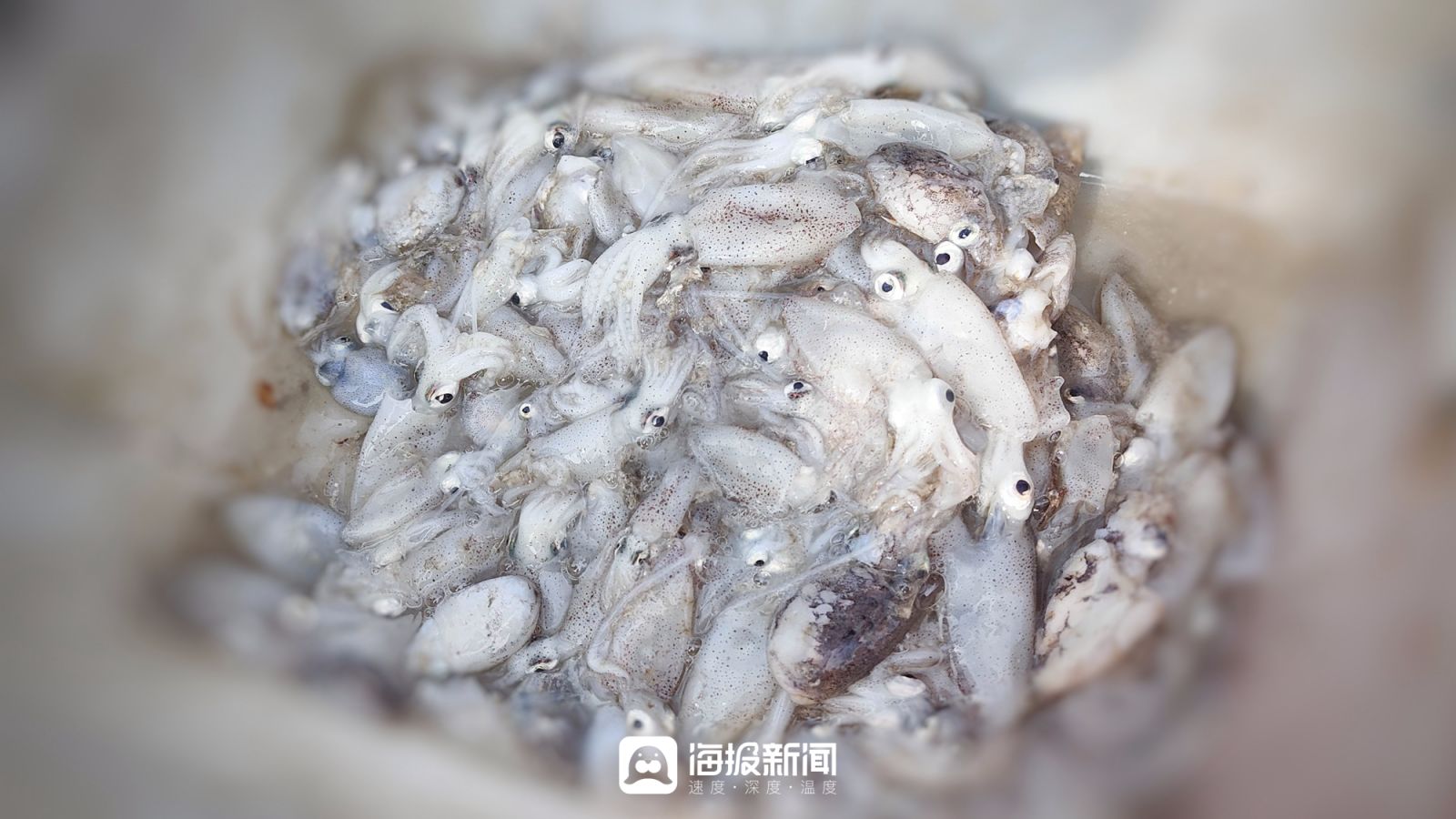 日照小海虾批发,日照小开海