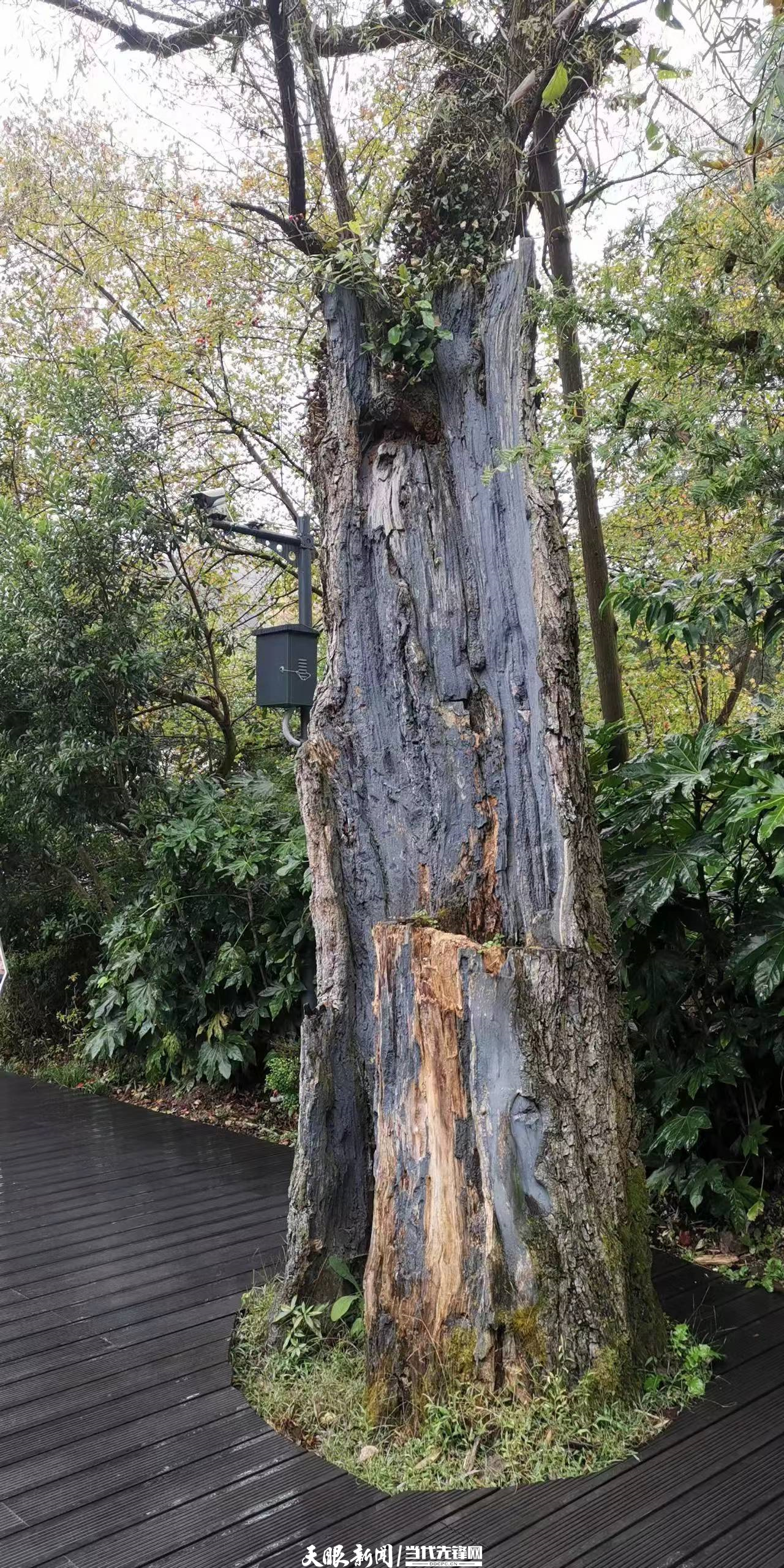 千园之城贵阳公园,千园之城贵阳绝美视频