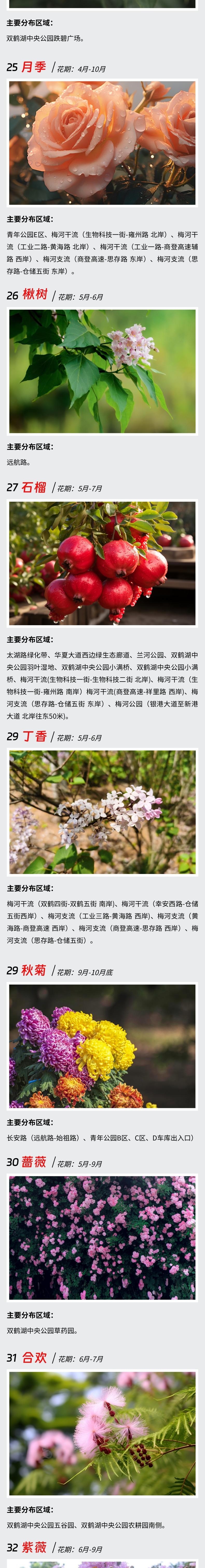 郑州最强赏花攻略出炉,郑州航空港赏花