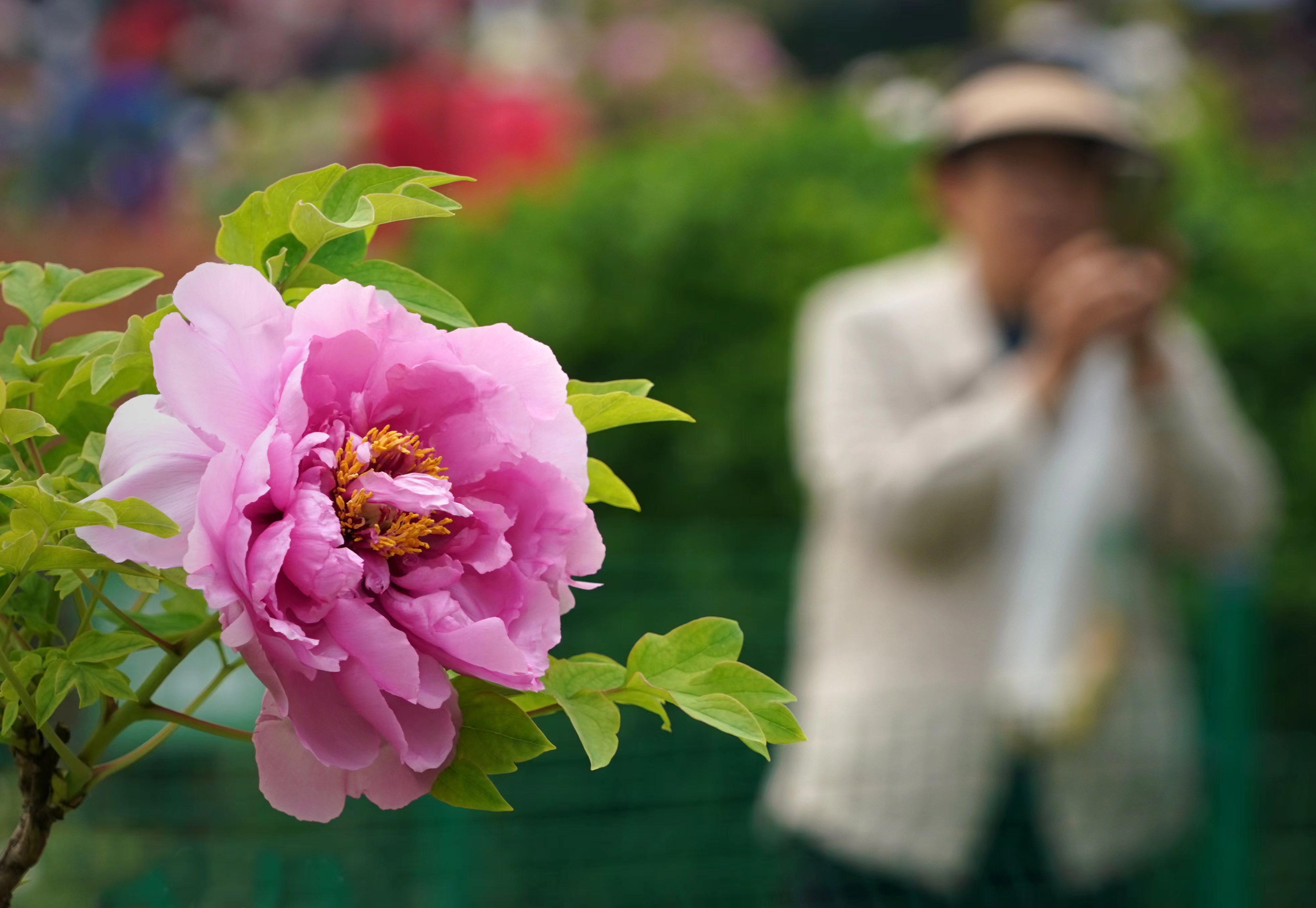 疑是洛川神女作书法,疑是洛川神女作的解释