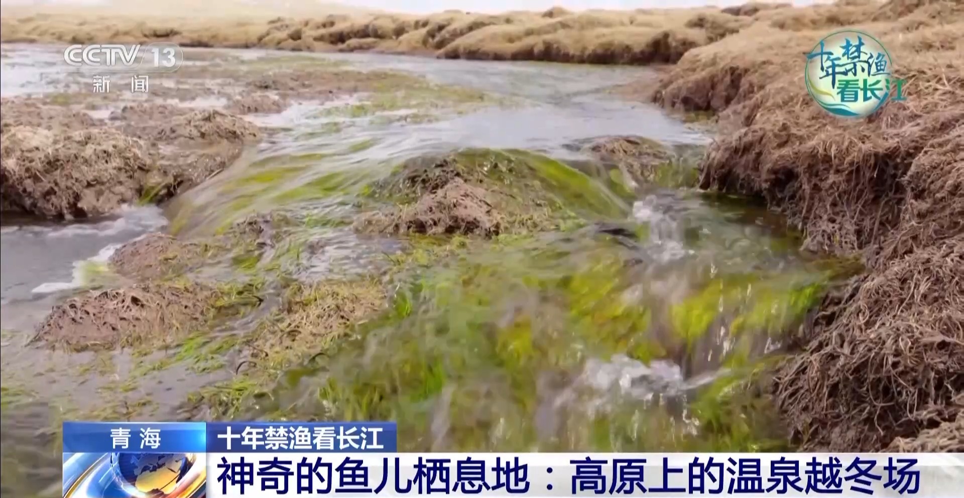 长江禁渔鱼类数据变化,长江禁渔三年多鱼儿们过得怎么样