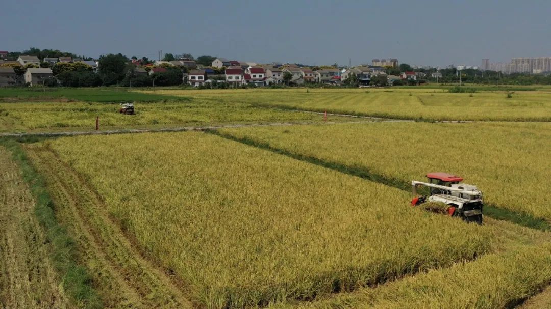 松滋最美的风景,松滋田园景色