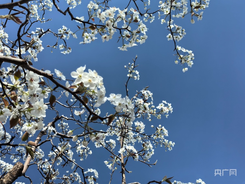 皋兰什川梨花盛开,甘肃皋兰梨花盛开