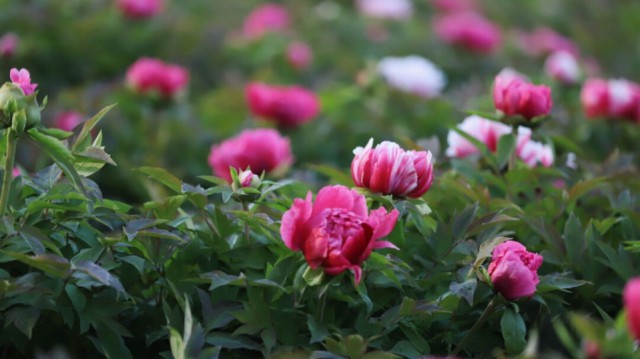 苏州值得逛的免费公园,苏州逛公园