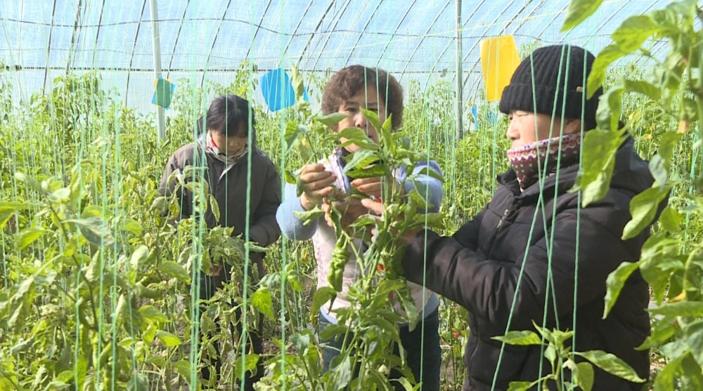 宸惧讣濡囧コ鑴辫传鑷村瘜鍏稿瀷浜嬭抗,宸惧讣椋庨噰浜嬭抗