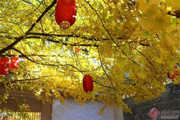 云南银杏熟了,云南银杏落叶