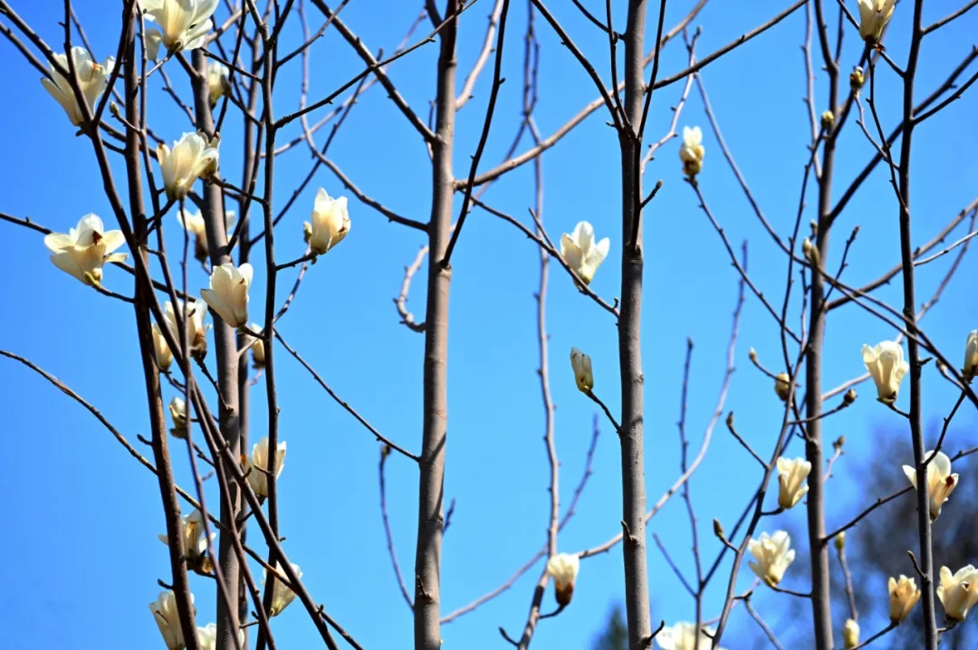 沈阳樱花拍照打卡,沈阳赏花打卡地