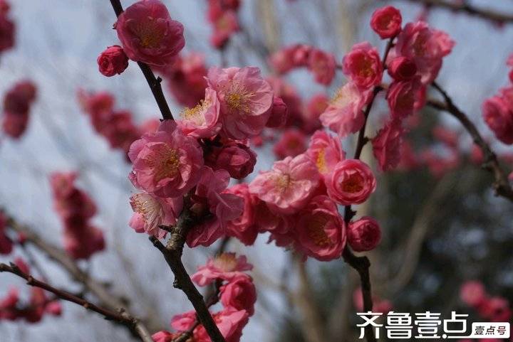 冬日梅园暗香浮动,梅园暗香的抖音