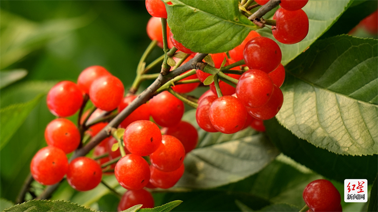 2024成都蒲江樱桃采摘季活动,蒲江光明乡樱桃采摘时间