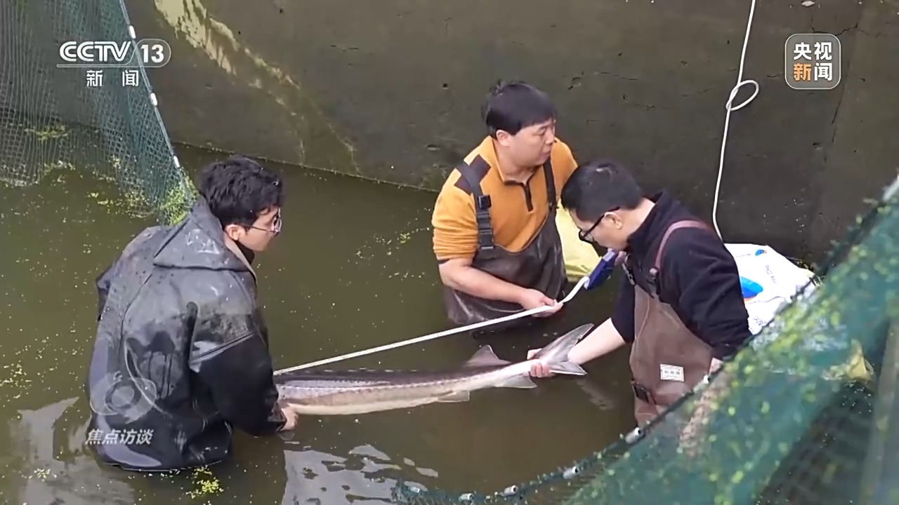 长江禁渔后鱼产卵,长江禁渔期专访