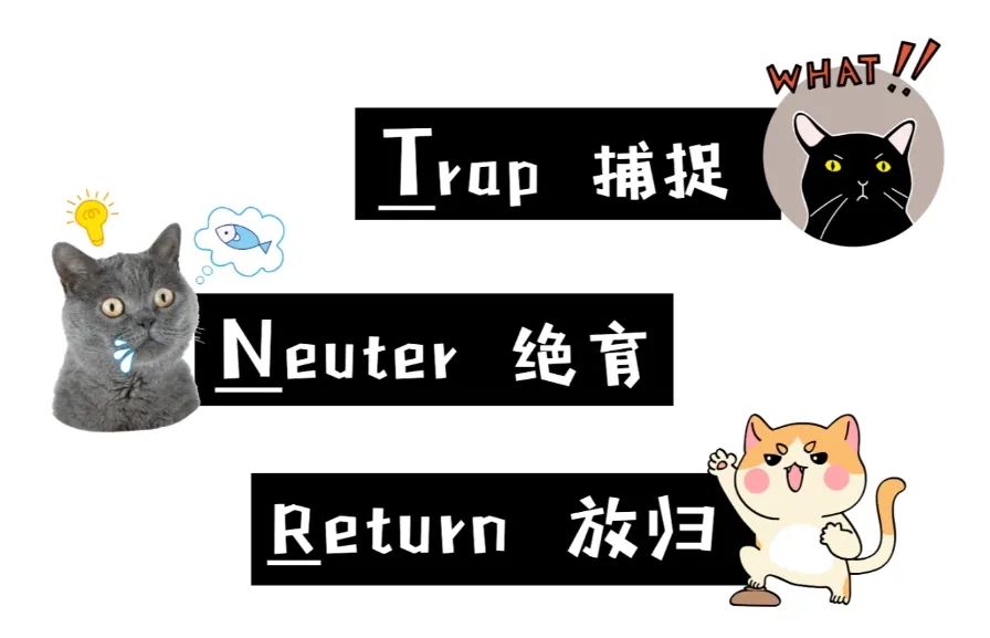 小区里有流浪猫你会帮它们吗,小区内流浪猫问题怎么解决