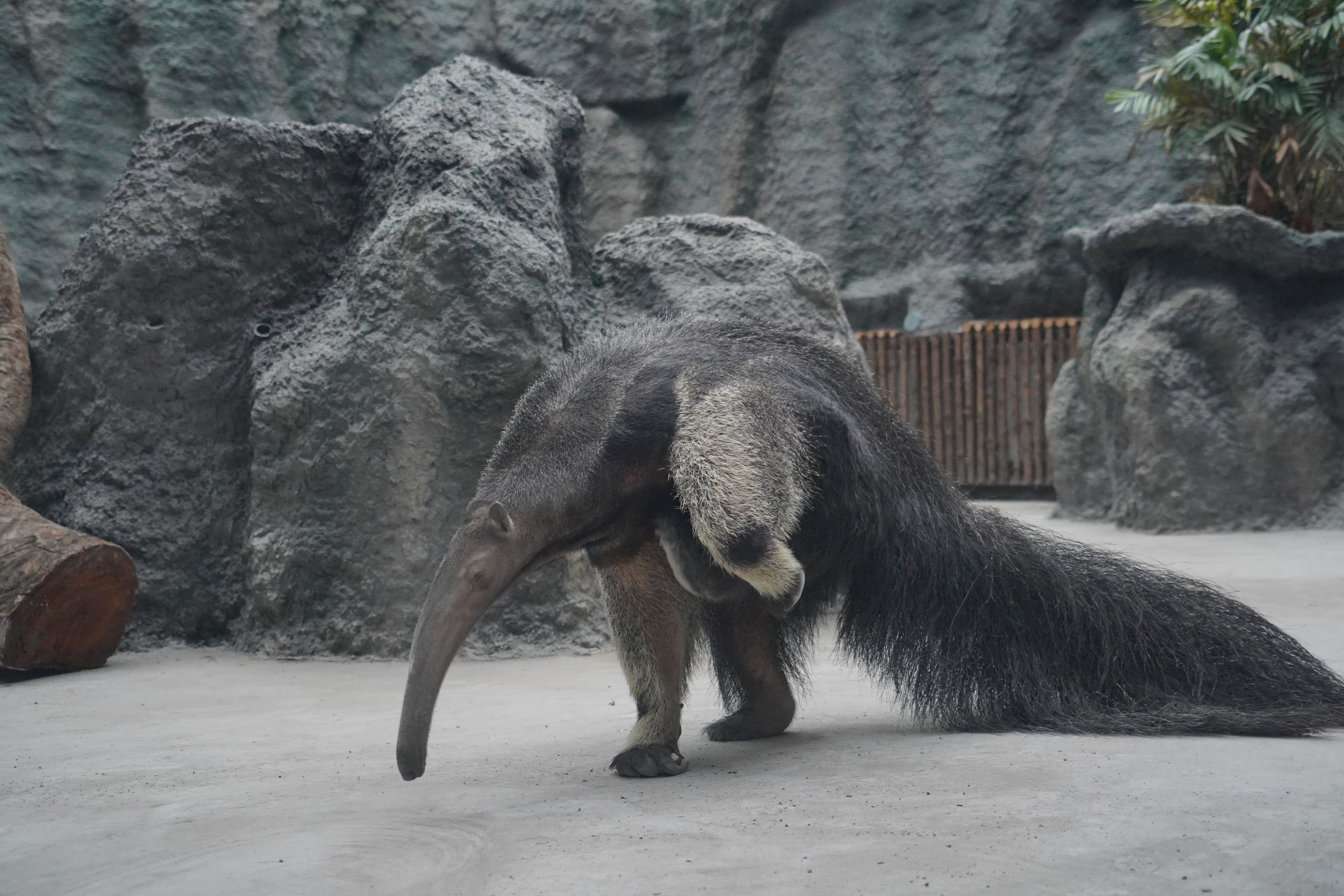 武汉动物园38节免票预约,武汉动物园年票值得买吗