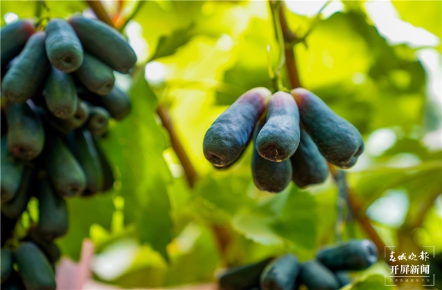 上热搜！取天地间的草木，云南女子将汉服染成了古诗词里的颜色