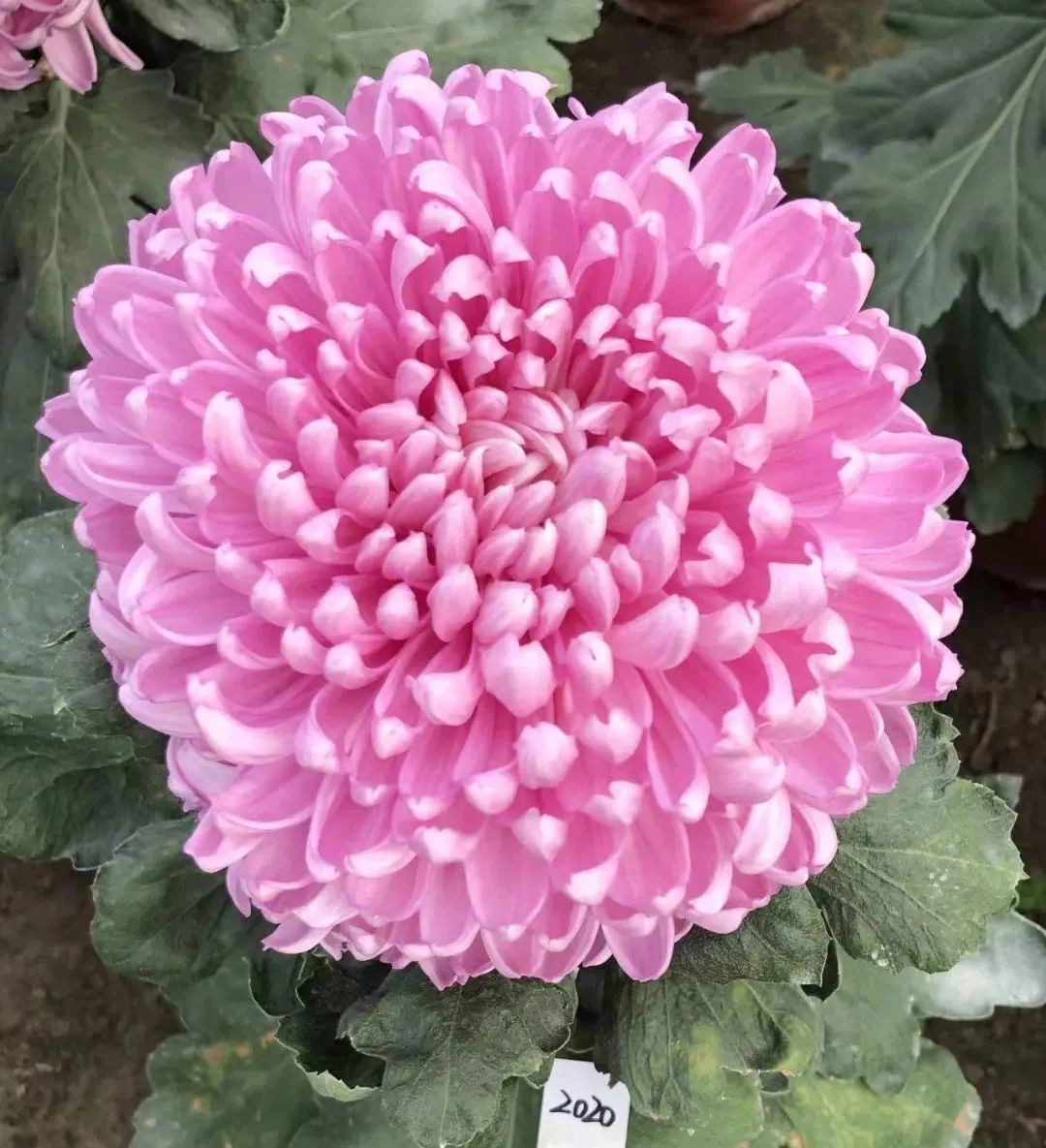 「双11」寒潮来袭检验是否空军，什么用蚯蚓也能上草鱼？