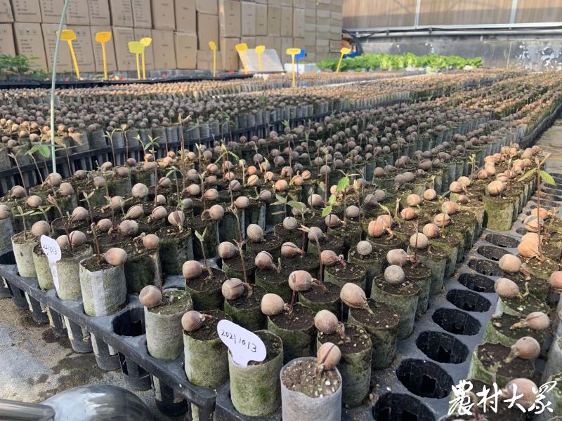 先试验后示范再推广,先试点后推广体现了什么东西