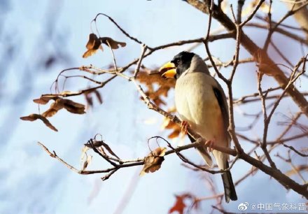 早起的鸟儿有虫吃下一句是啥,早起的鸟儿有虫吃