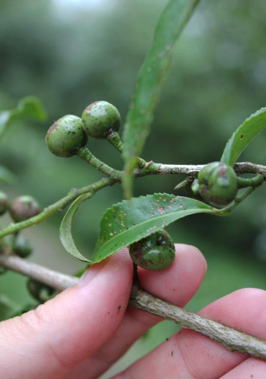 政和白茶顺应天时,政和白茶的种植方法