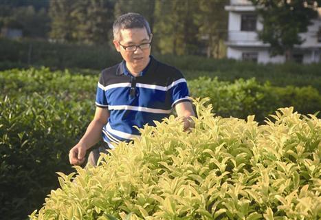 政和白茶顺应天时,政和白茶的种植方法